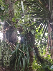 Tillandsia heterophylla