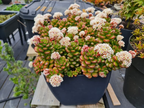 Sedum lucidum R.T.Clausen