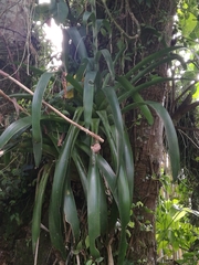Tillandsia heterophylla