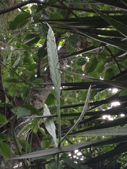 Tillandsia heterophylla