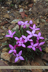 Houstonia rubra