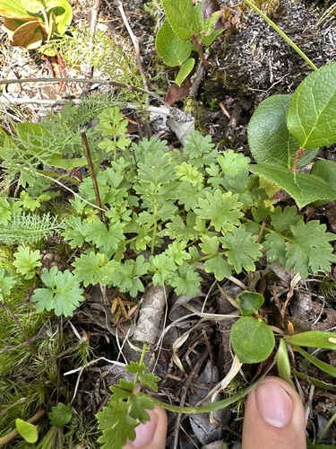 Image of Packera flettii by (c) Kieran Hanrahan, some rights reserved (CC BY)