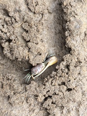 Leptuca leptodactyla