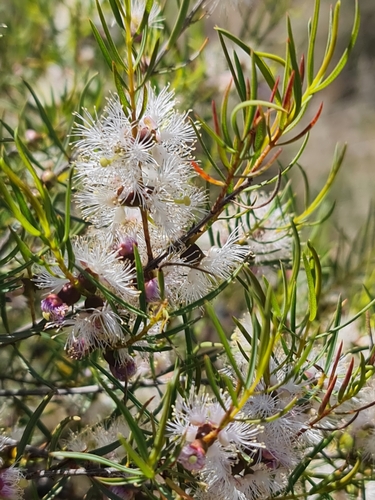 Image of Melaleuca radula by (c) Belinda Forbes, some rights reserved (CC BY)