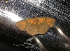 Semaeopus peplumaria