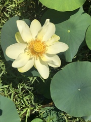 Nelumbo lutea