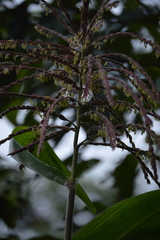 Zea