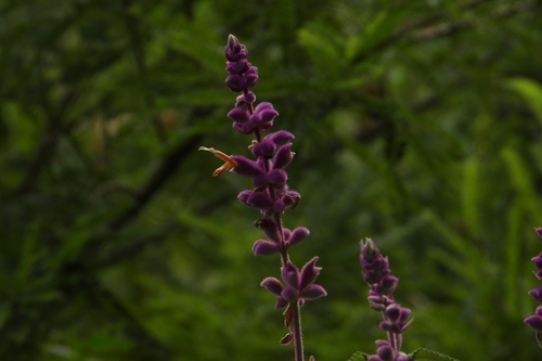 Image of Salvia lasiantha by (c) Ricardo Betancourt Sánchez, some rights reserved (CC BY)