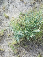 Asclepias brachystephana