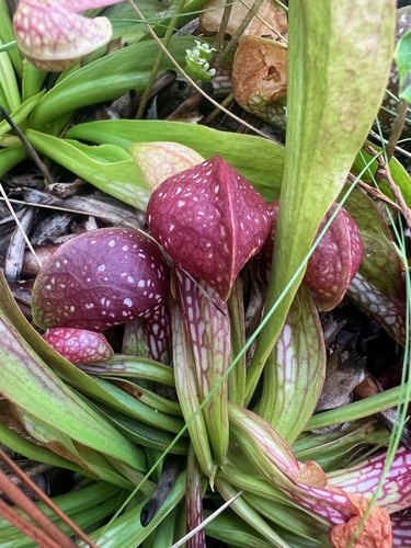 Sarracenia psittacina