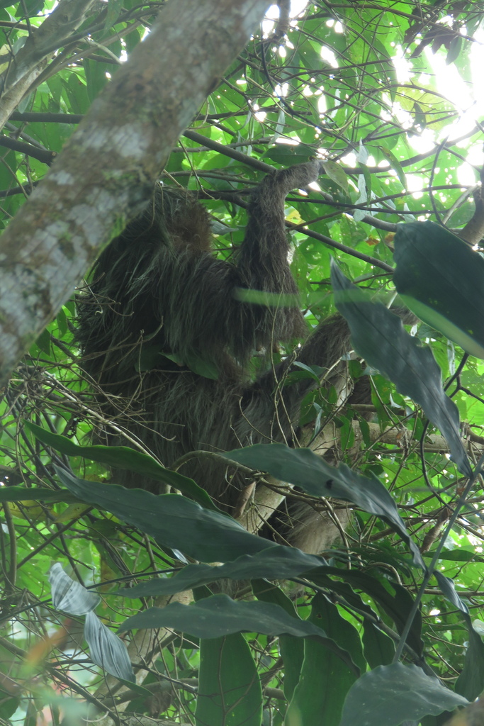 Linnaeus's Two-toed Sloth from Valle Del Guamuez, Putumayo, Colombia on ...