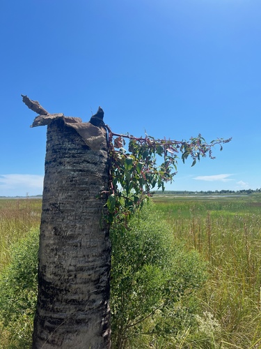 Phytolacca americana