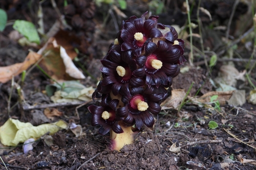 Bdallophytum americanum (Bdallophytum americanum)