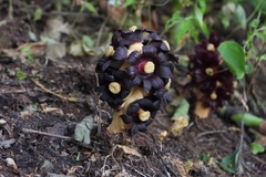 Bdallophytum americanum, photograph (c) Ricardo Betancourt Sánchez, some rights reserved (CC BY)