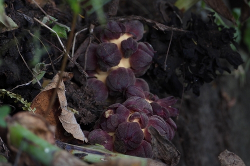 Bdallophytum americanum, photograph 3