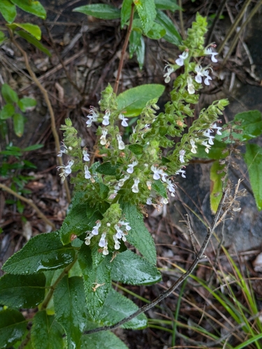 Image of Ocimum basilicum by (c) portioid, some rights reserved (CC BY)