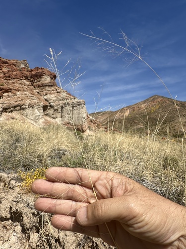Alkali Sacaton winter