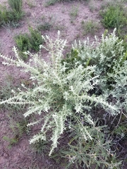 Buddleja scordioides