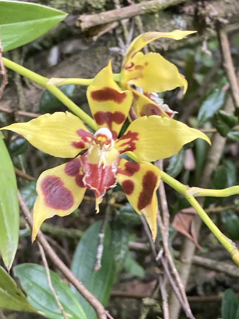 Oncidium kegeljanii