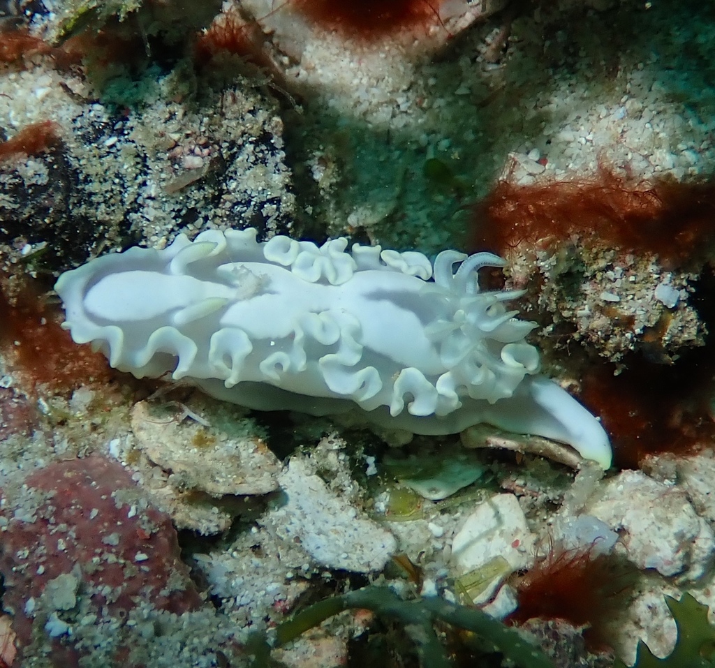 White-patched Rainbow Dorid