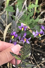 Solanum dulcamara