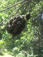 Callirhytis quercuscornigera