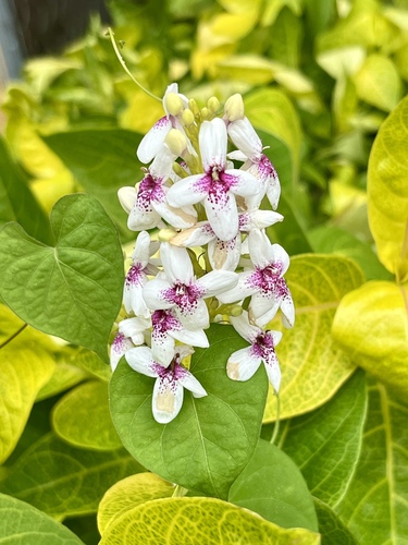 Pseuderanthemum maculatum observed 2024-09-19