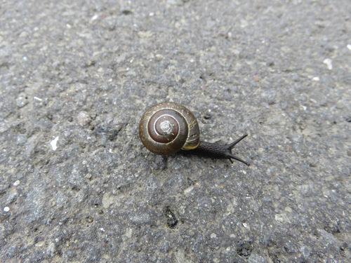 Mrljac (Arianta arbustorum)