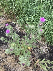 Cirsium vulgare