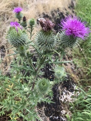 Cirsium vulgare