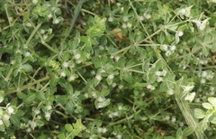Galium hallii