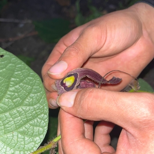 Image of Aristolochia foetida by (c) Ricardo Betancourt Sánchez, some rights reserved (CC BY)