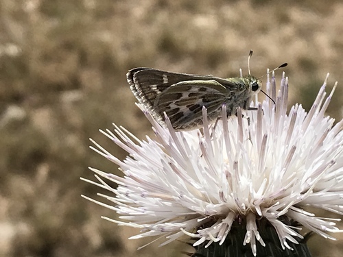 Hesperia uncas lasus
