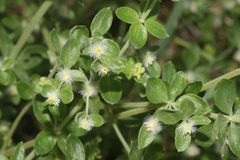 Galium hallii