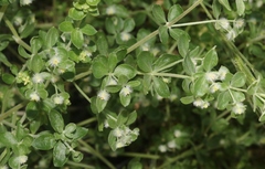 Galium hallii