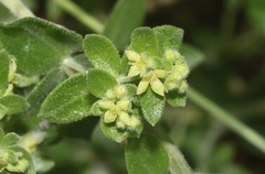 Galium hallii