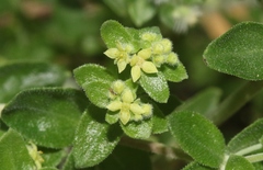 Galium hallii