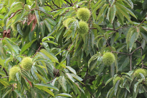 Japanese Chestnut