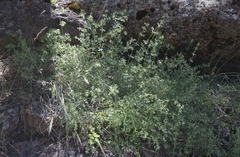 Galium hallii