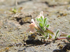 Salvia axillaris