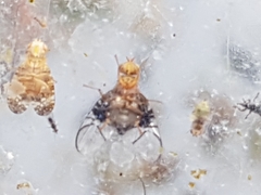 Anomoia purmunda