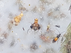 Anomoia purmunda