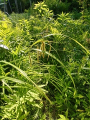 Carex gynandra
