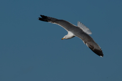 Larus michahellis atlantis