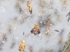 Anomoia purmunda