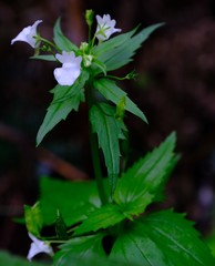 Nemesia elata