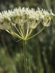 Perideridia bolanderi