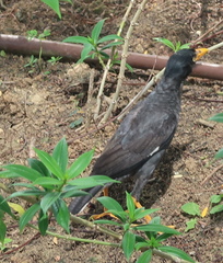 Acridotheres javanicus