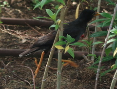 Acridotheres javanicus