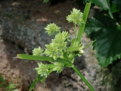 Cyperus eragrostis image